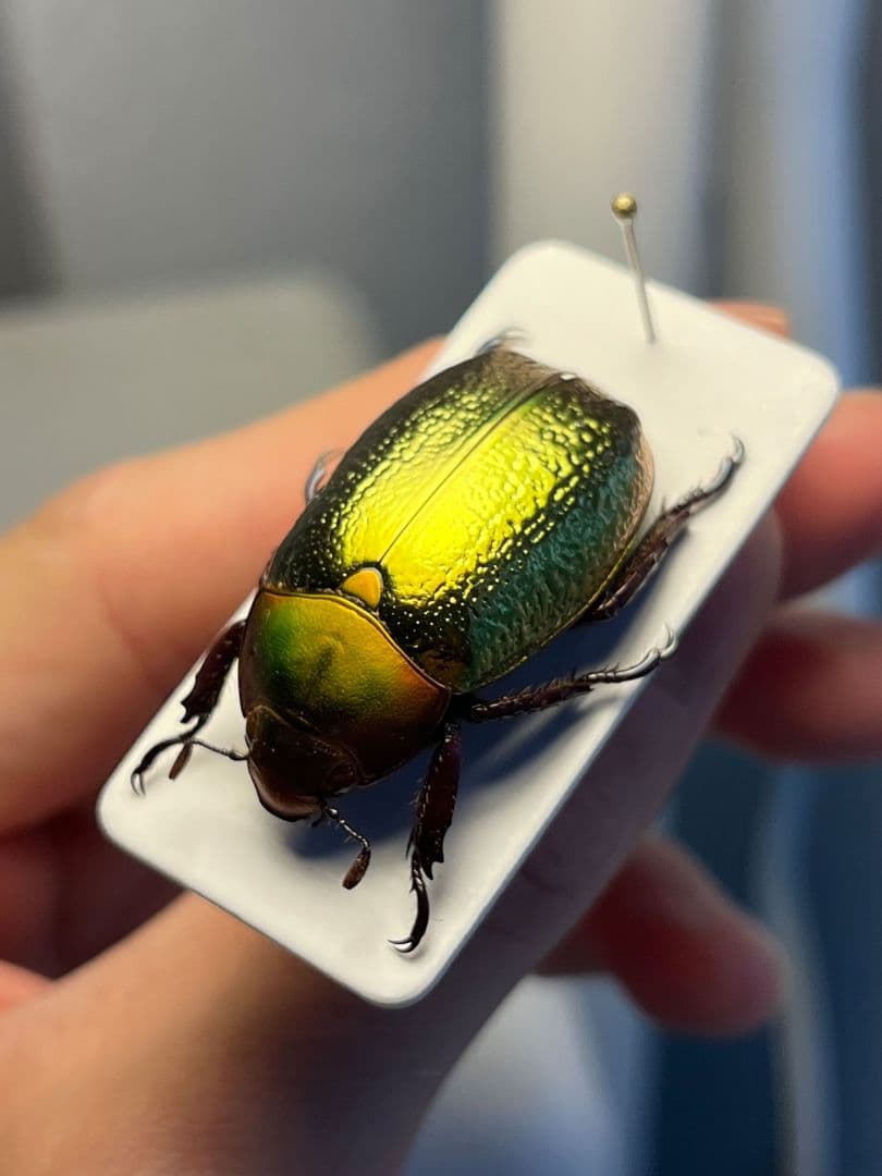 【最新作】ボウカルディプラチナコガネ Chrysina 頭が赤！昆虫標本
