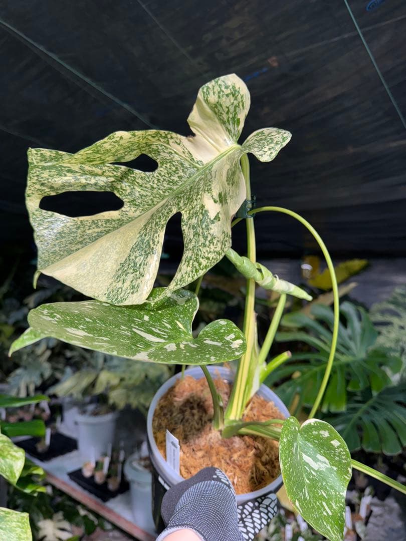 ル*ル様 1モンステラ　タイコンステレーション　スターライト