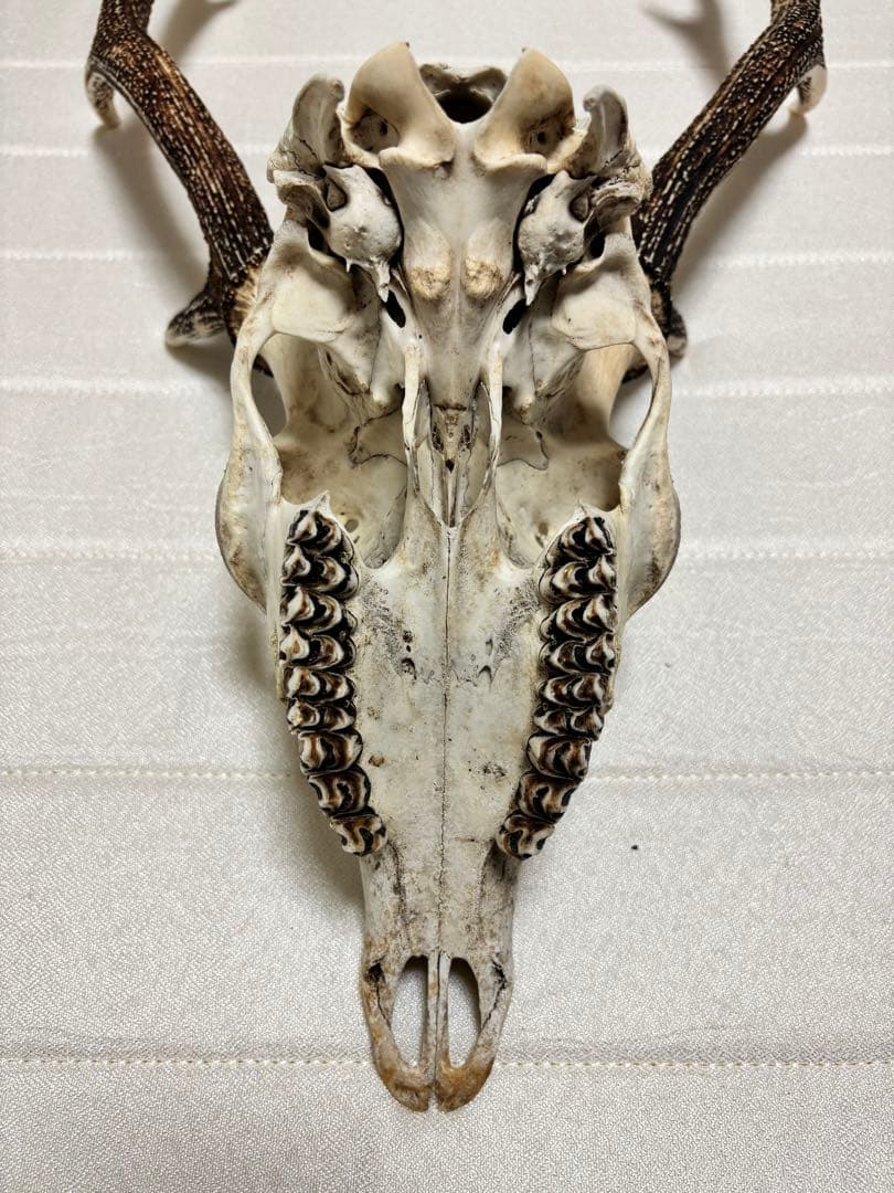 キュウシュウジカの角(頭骨付き)①