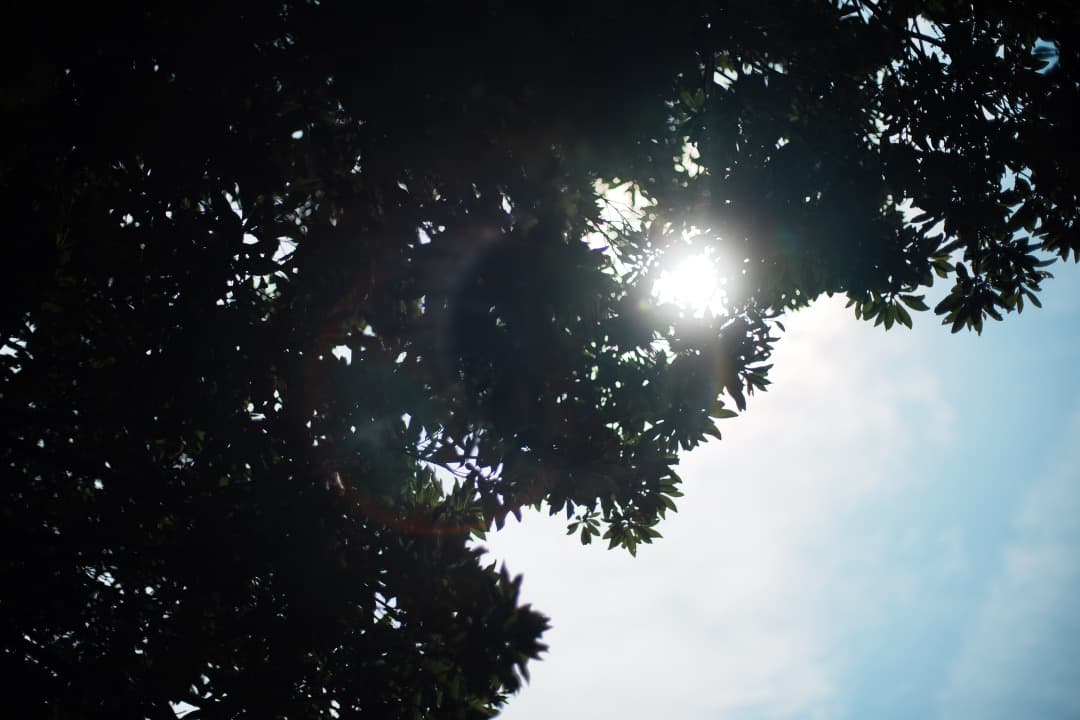 【極美品】Carl Zeiss Planar 50mm F1.4 MMJ 970