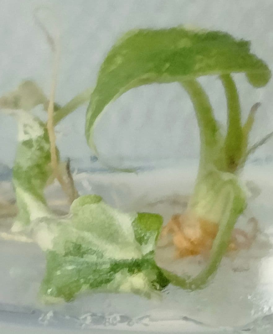 アロカシア メロ アルボ 斑入り Alocasia Melo var