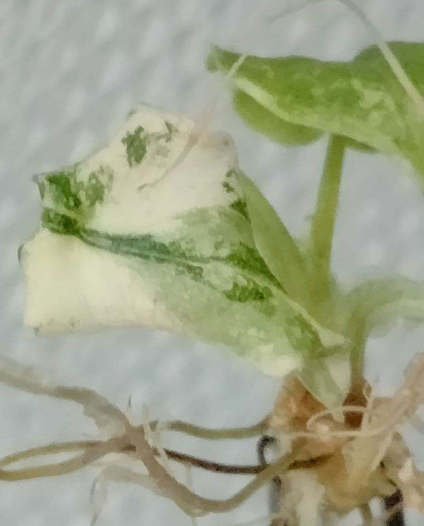 アロカシア メロ アルボ 斑入り Alocasia Melo var