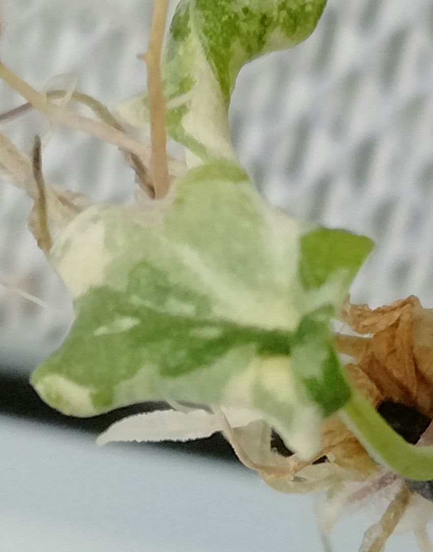 アロカシア メロ アルボ 斑入り Alocasia Melo var