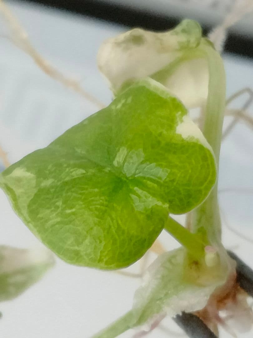 アロカシア メロ アルボ 斑入り Alocasia Melo var