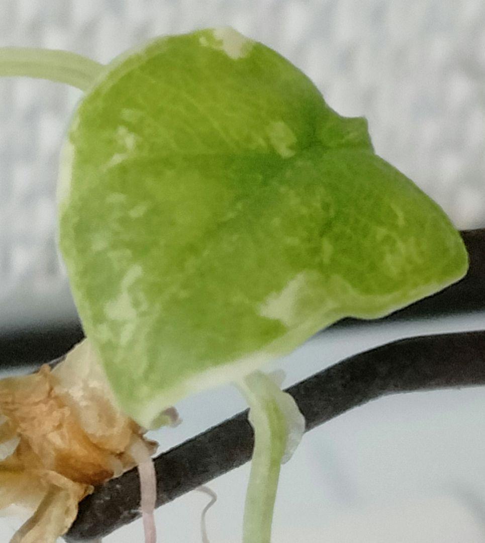 アロカシア メロ アルボ 斑入り Alocasia Melo var