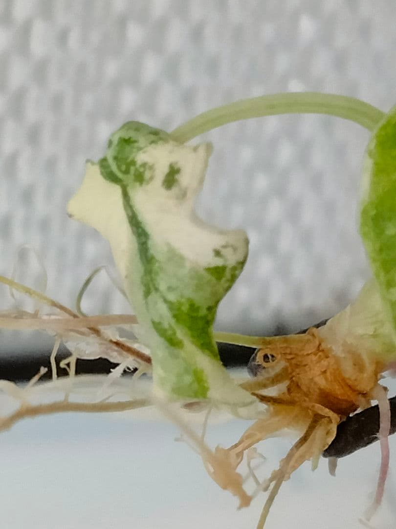 アロカシア メロ アルボ 斑入り Alocasia Melo var