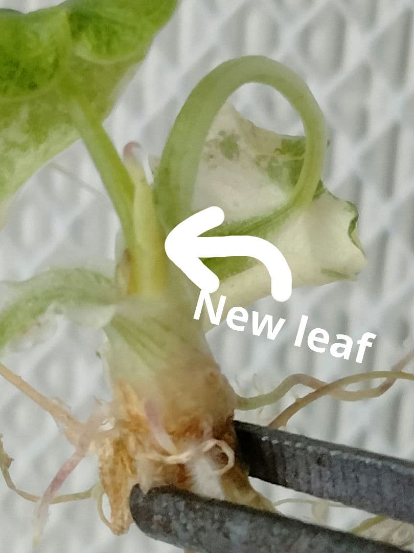 アロカシア メロ アルボ 斑入り Alocasia Melo var