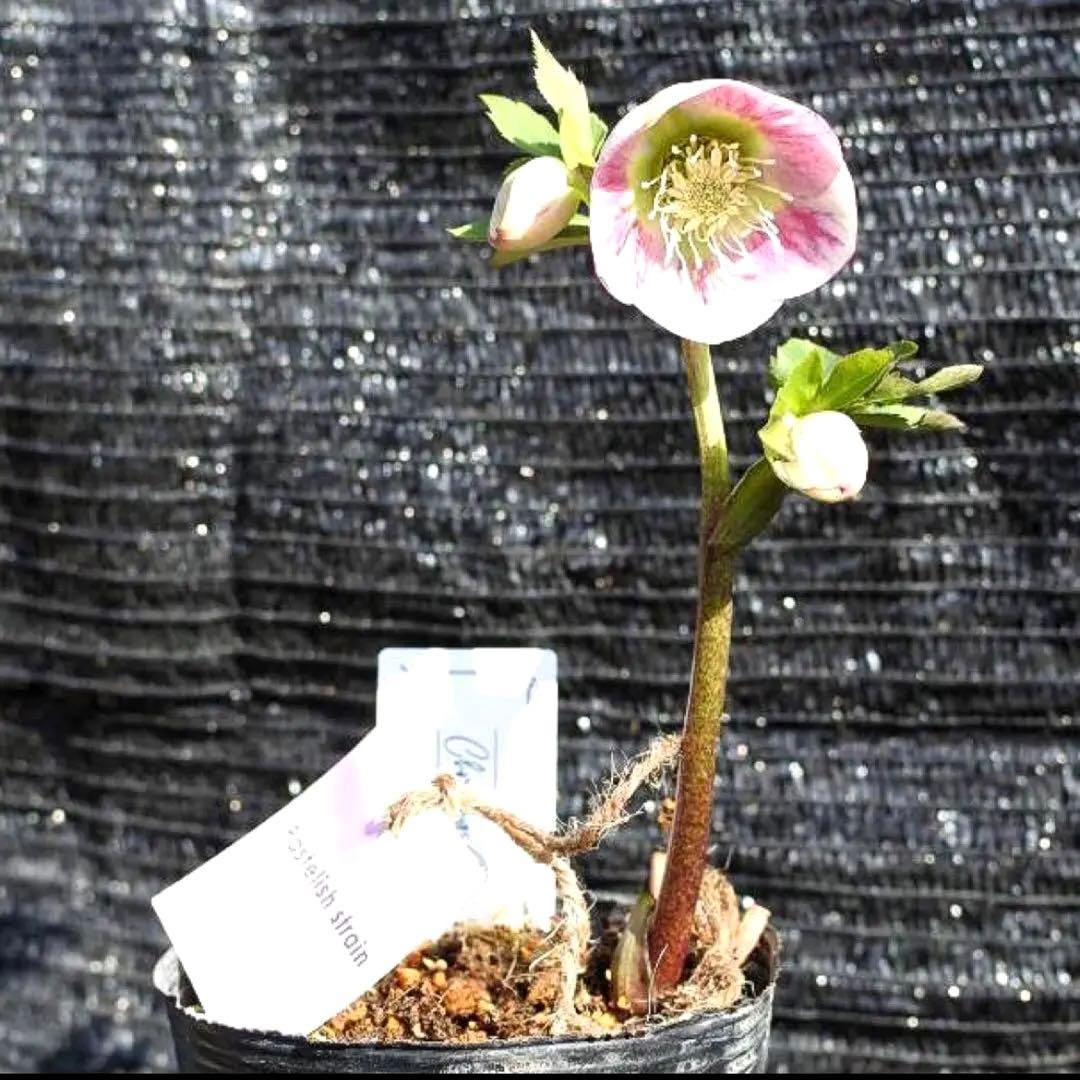 の*ん様 ☘️極上☘️限定1株☘️未株分け☘️タグ付き☘️3365⭐️パステ⭐️