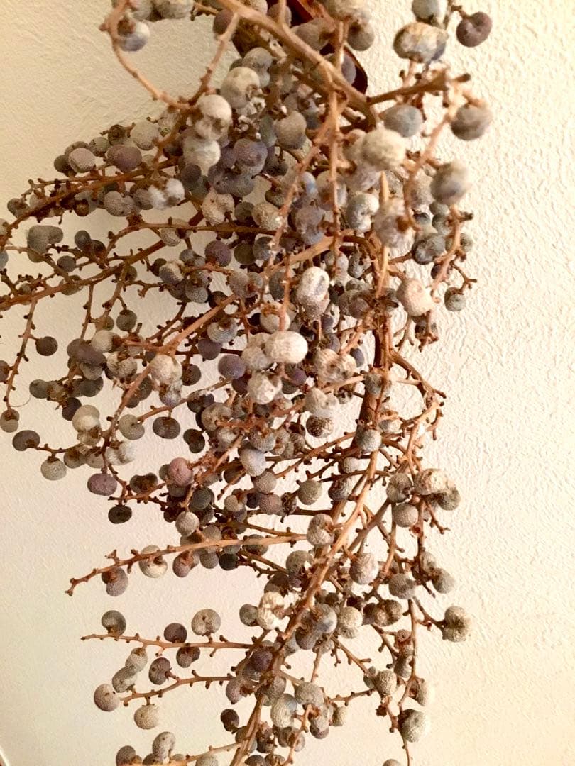 完売　　縁起木＊希少＊高級花材【棕櫚の実＊シュロの実】クリスマス花材/クリスマス