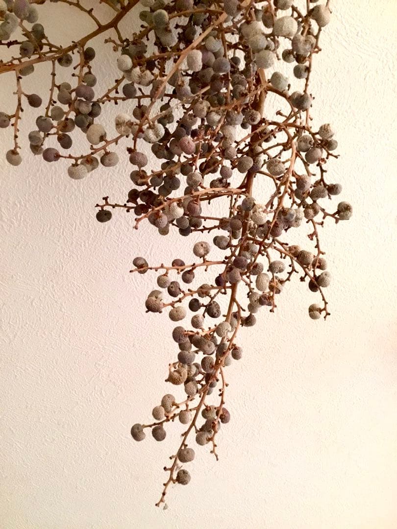 完売　　縁起木＊希少＊高級花材【棕櫚の実＊シュロの実】クリスマス花材/クリスマス