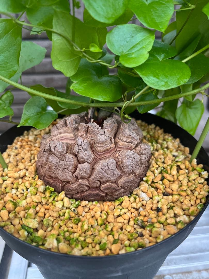 Dioscorea elephantipes アフリカ亀甲竜