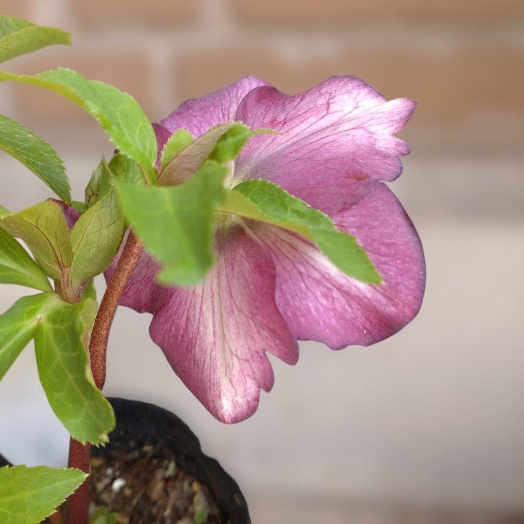 曽田園芸✨2株✨セミダブル✨オフホワイトとアンティークピンク✨クリスマスローズ✨