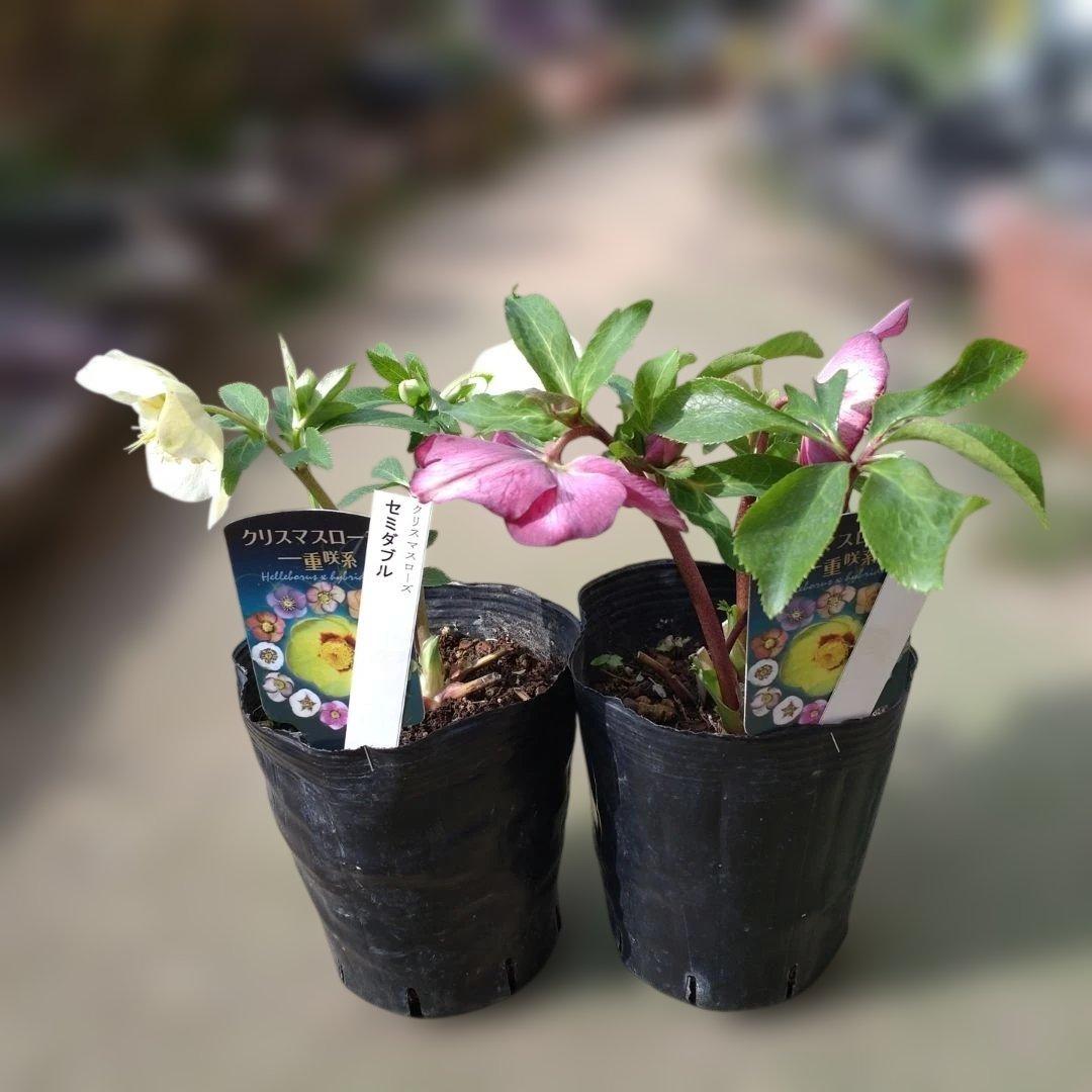 曽田園芸✨2株✨セミダブル✨オフホワイトとアンティークピンク✨クリスマスローズ✨