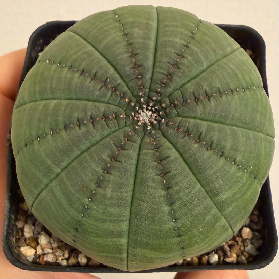 ハ*オ様 ④ ユーフォルビア シンメトリカ 実生 増稜