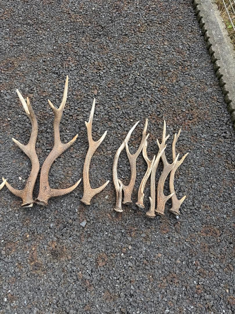 鹿の角 13本 まとめ売り