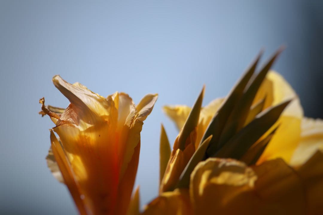 【極上美品】Canon EOS Kiss M レンズ×3個セット