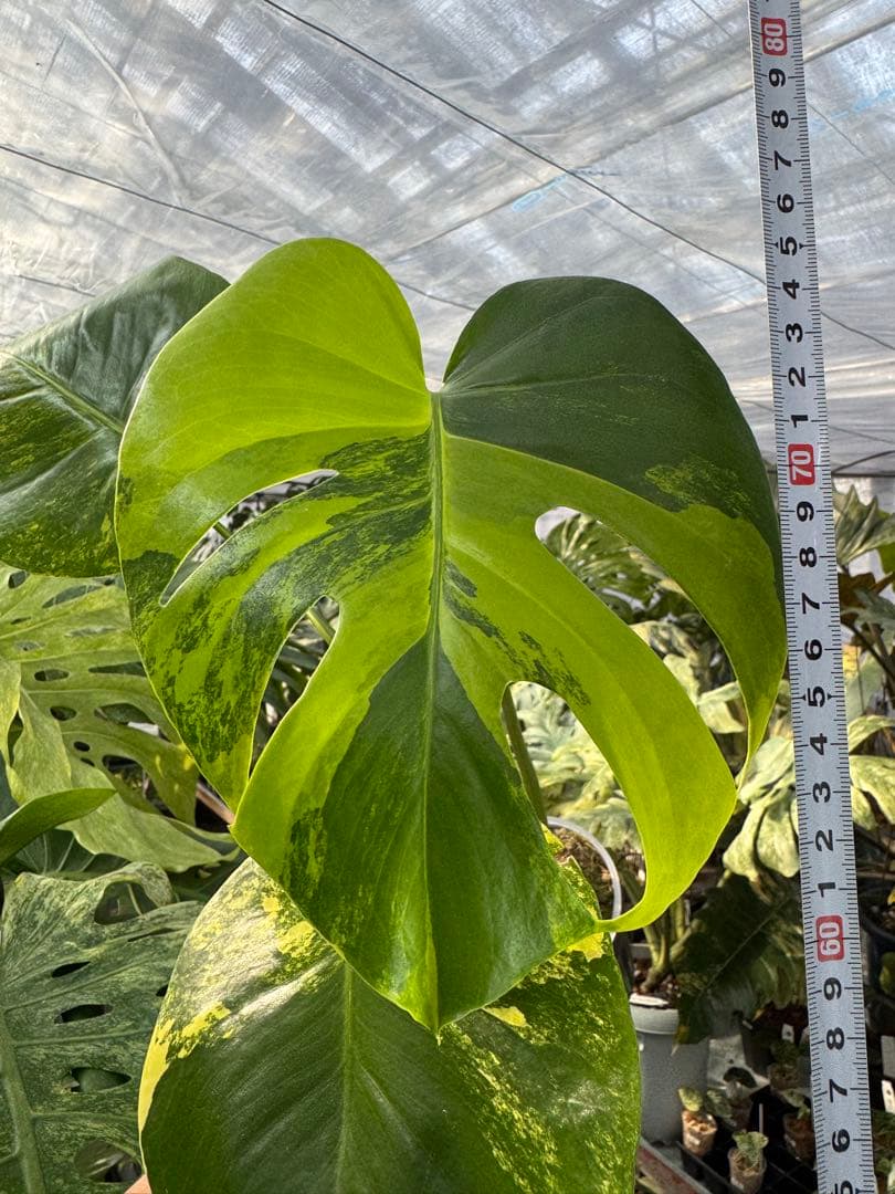 モンステラ　イエローマリリン　黄斑入り　健康株　朝礼セール