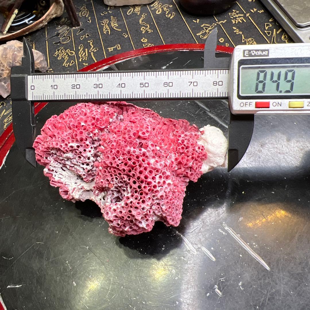 大人気 極希少 エジプト産 管状 赤珊瑚 レッド 原石 鉱物標本