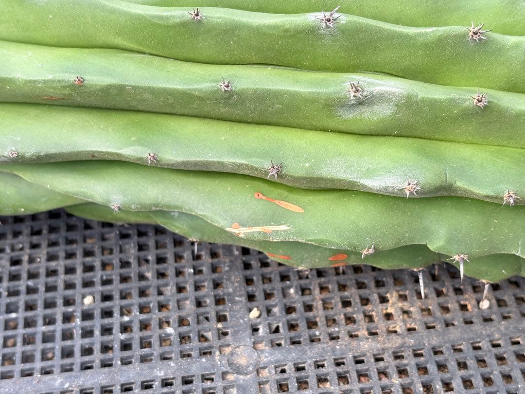 仙人閣　綴化　サボテン