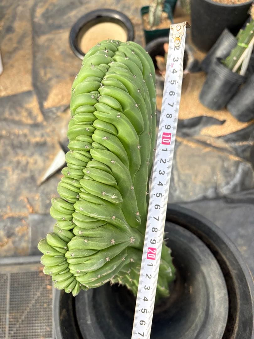 仙人閣　綴化　サボテン