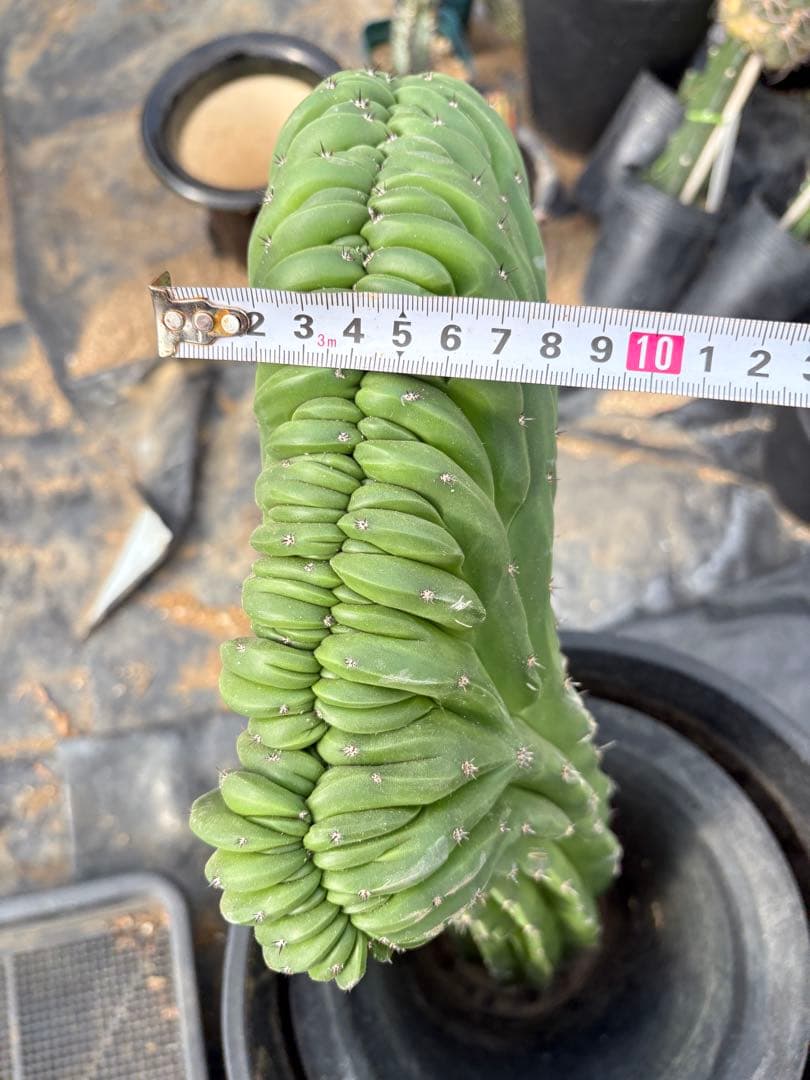 仙人閣　綴化　サボテン