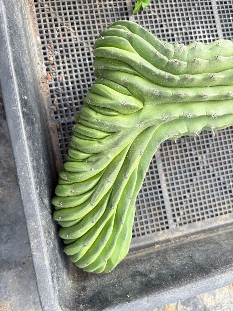 仙人閣　綴化　サボテン