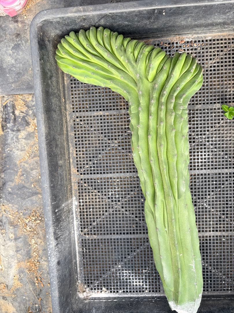 仙人閣　綴化　サボテン