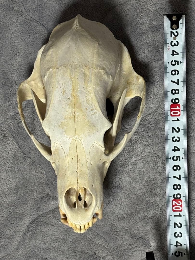 熊　ツキノワグマ　頭蓋骨　標本　魔除け