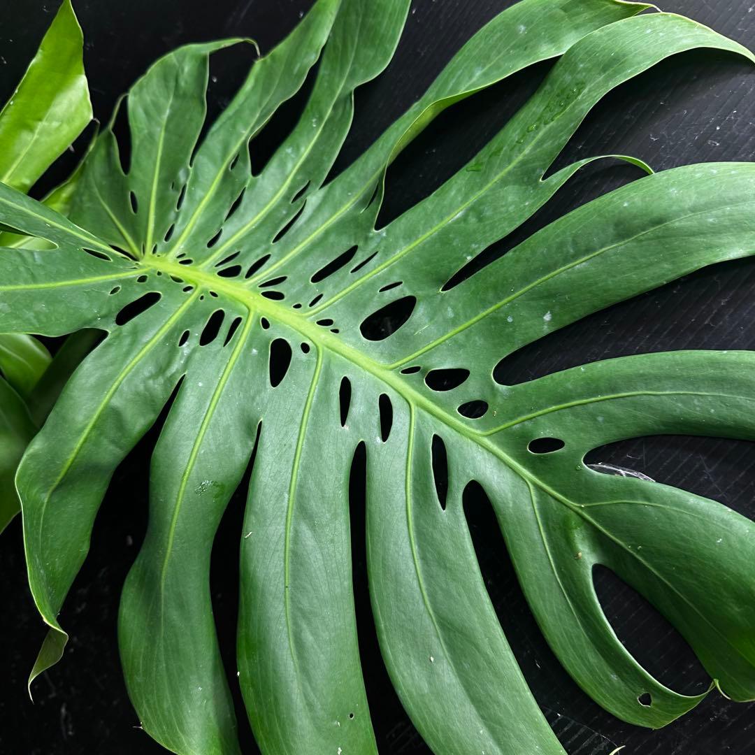 y*_様 モンステラデリシオーサマクロコズム超希少系統鉢植え80㎝