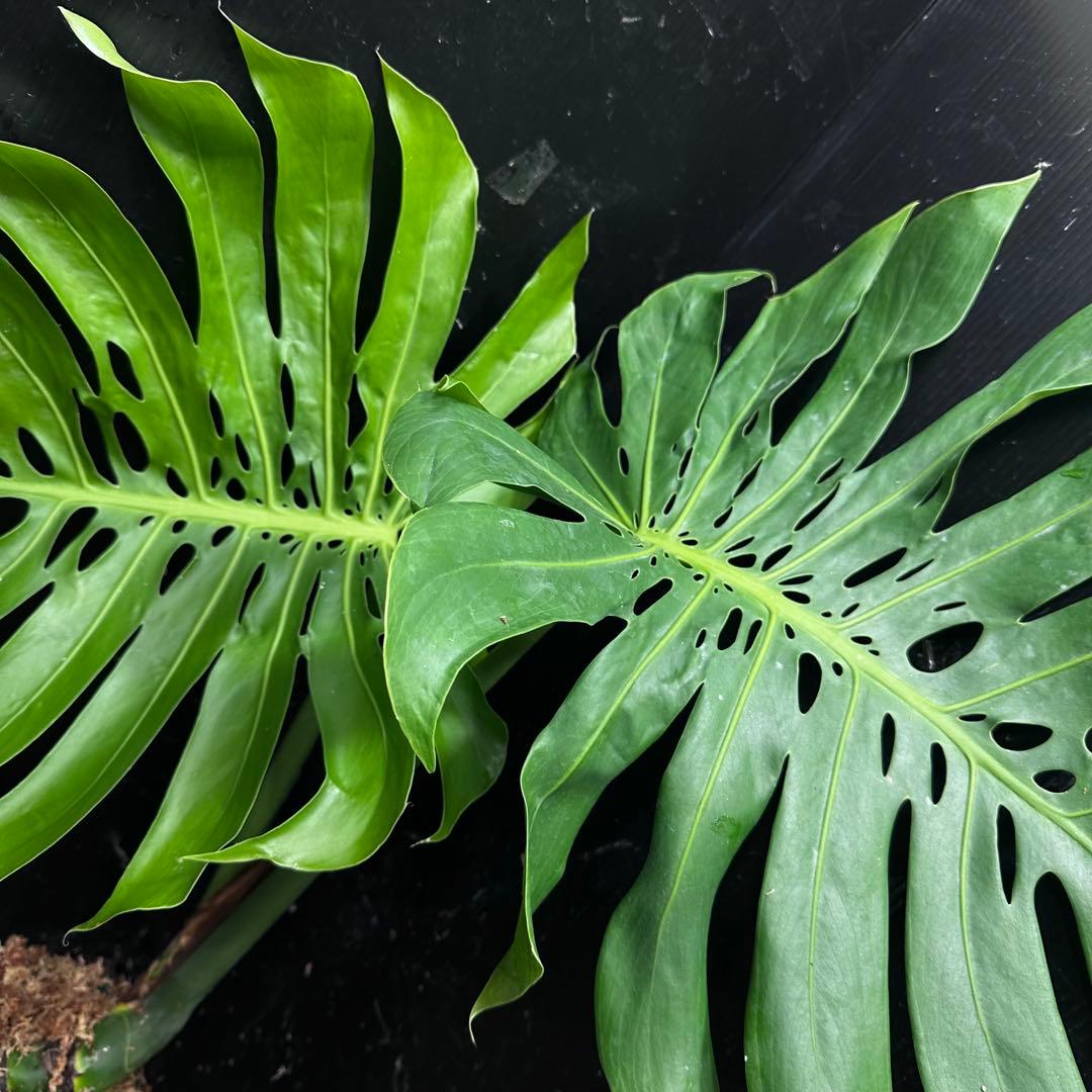 y*_様 モンステラデリシオーサマクロコズム超希少系統鉢植え80㎝