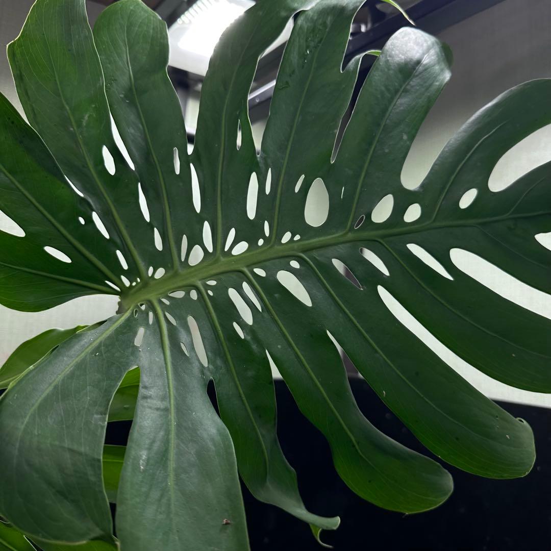 y*_様 モンステラデリシオーサマクロコズム超希少系統鉢植え80㎝