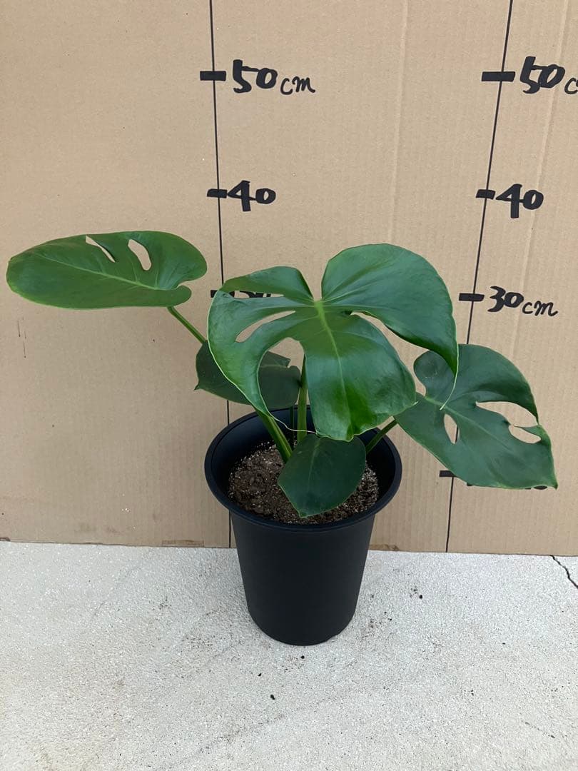 モンステラ　デリシオーサ実生株　斑入り　変異株丸葉　2鉢セット