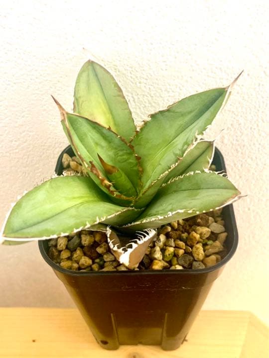 チタノタ　ルナ　LUNA