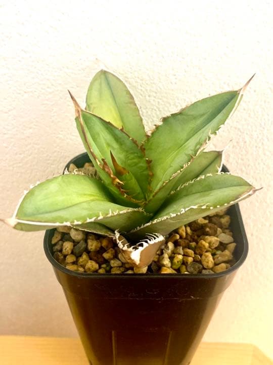 チタノタ　ルナ　LUNA