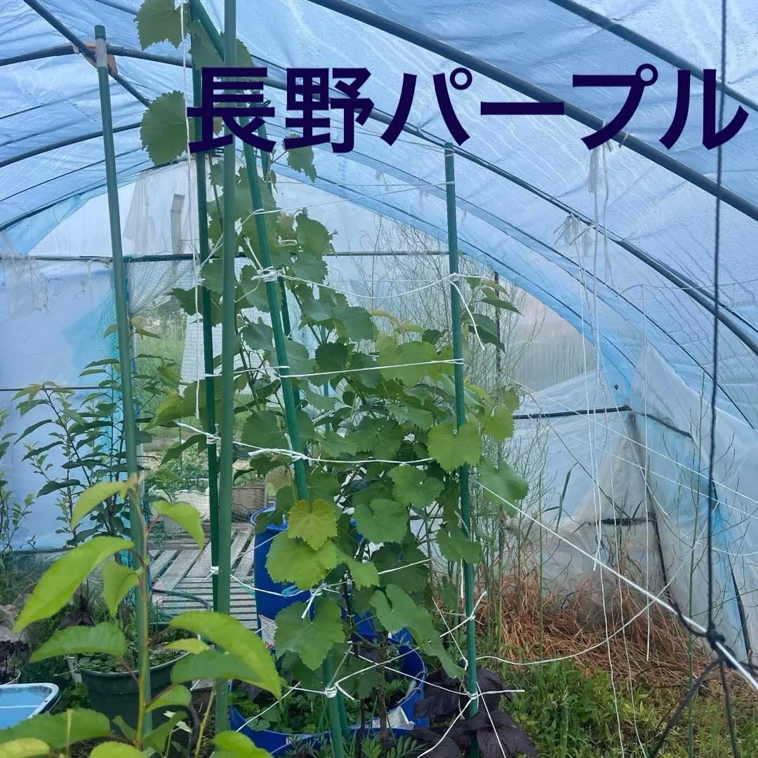 長野パープル苗木 直立4本出し　BKシードレス苗木セット