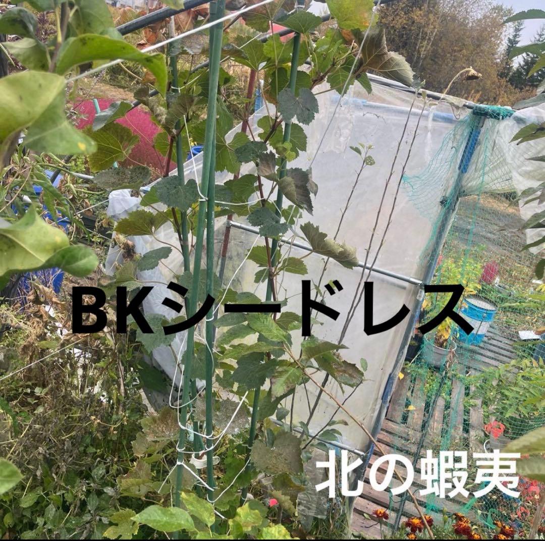 長野パープル苗木 直立4本出し　BKシードレス苗木セット