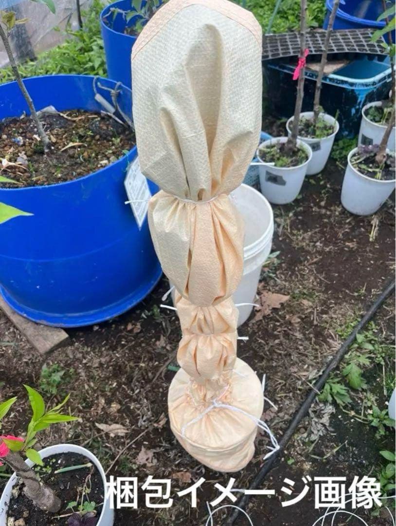 長野パープル苗木 直立4本出し　BKシードレス苗木セット