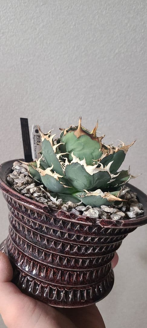 [最終値下げ]アガベ チタノタ 烈焔 レツエン