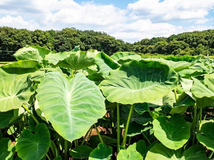 里芋の種、大量５００粒＋マリーゴールド花種＋全国匿名送料無料です