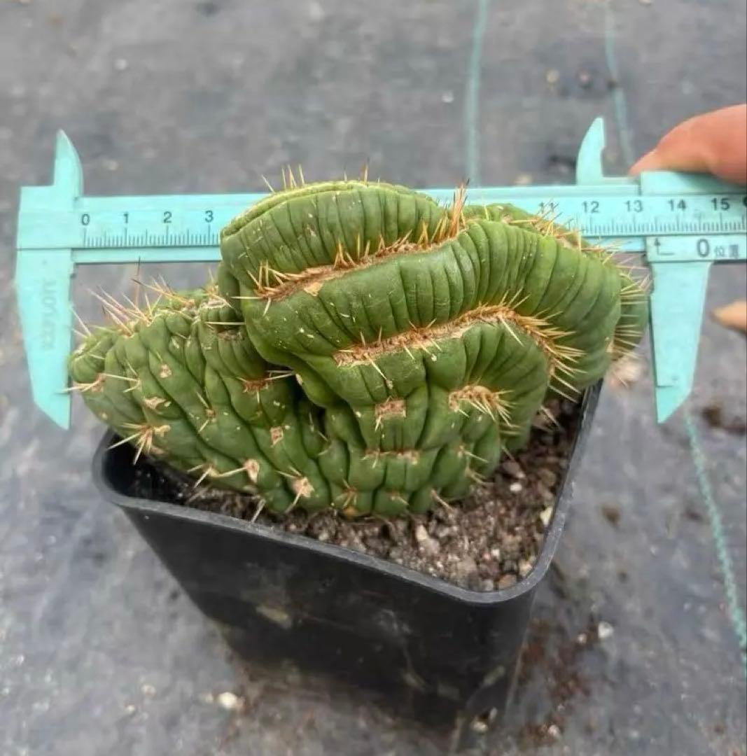 ユーリキニア カスタネア スピラリス 綴化 新種 人気サボテン 全部一点物