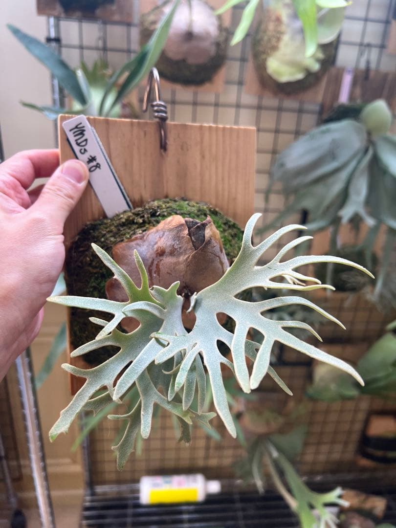 P.willinckii Totoro spore YMDs ビカクシダ⑧