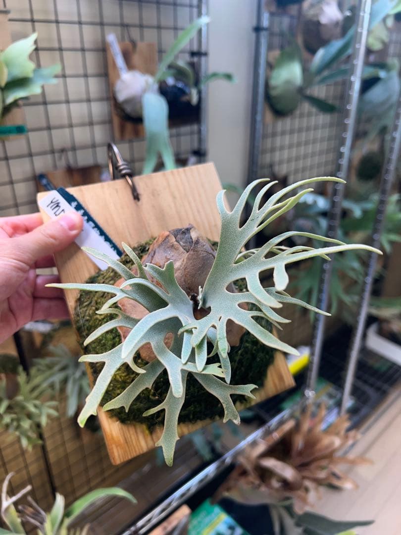 P.willinckii Totoro spore YMDs ビカクシダ⑧