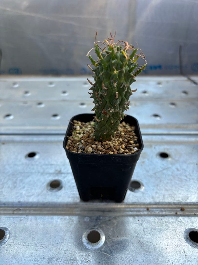 ユーフォルビア　闘牛角　スコエンランディ