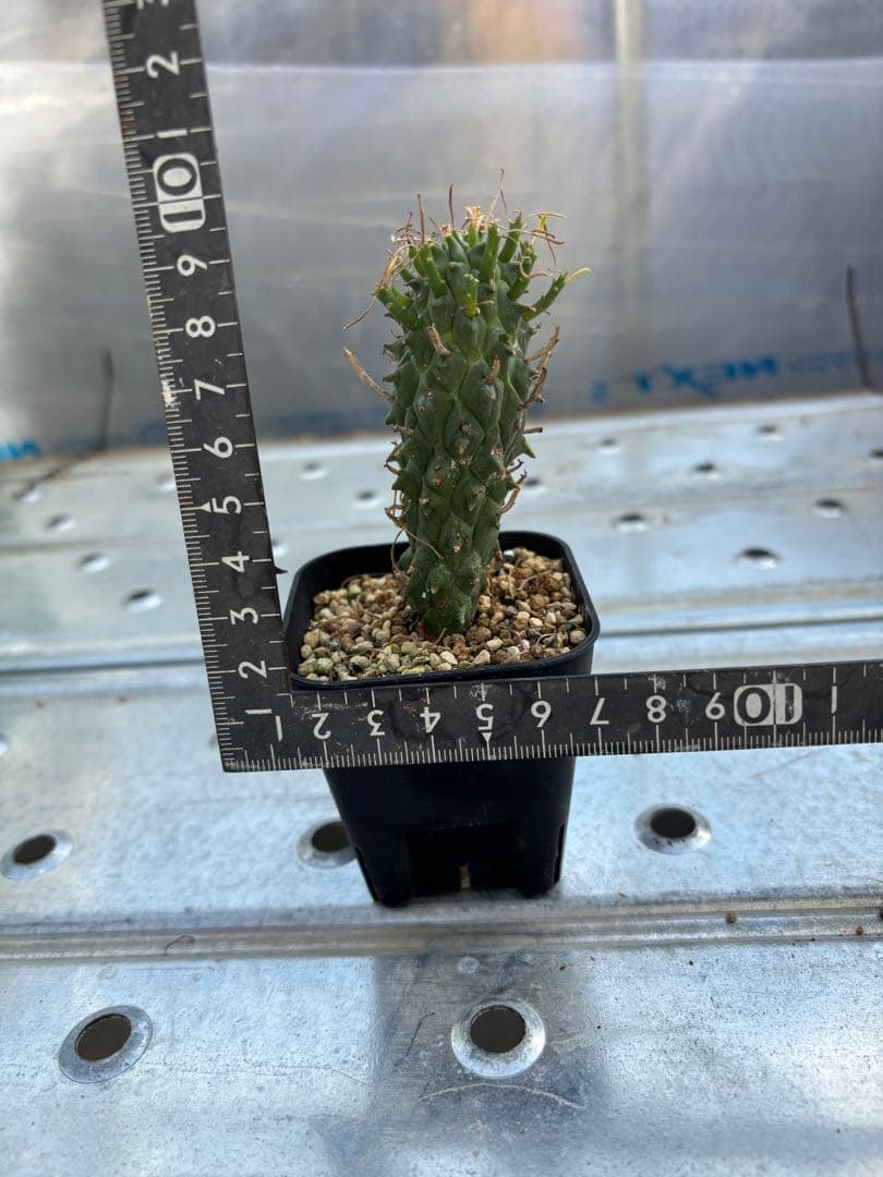 ユーフォルビア　闘牛角　スコエンランディ