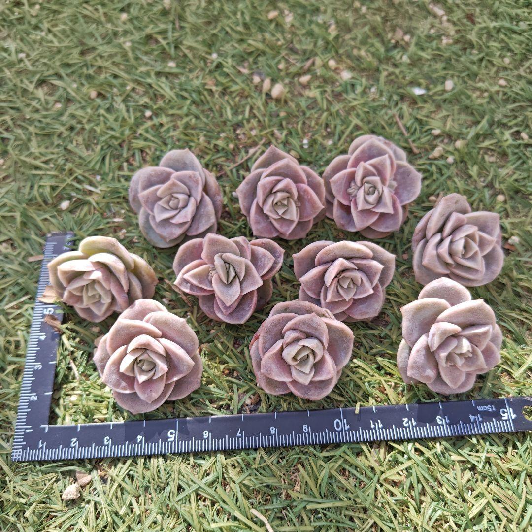 さとぴです♪ラブリーローズ10カット×6セット　速達発送