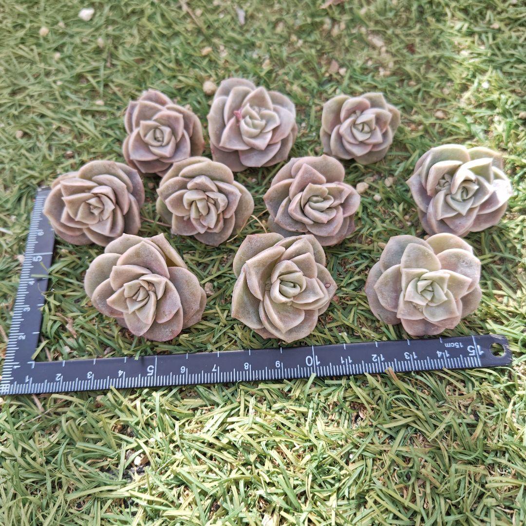 さとぴです♪ラブリーローズ10カット×6セット　速達発送