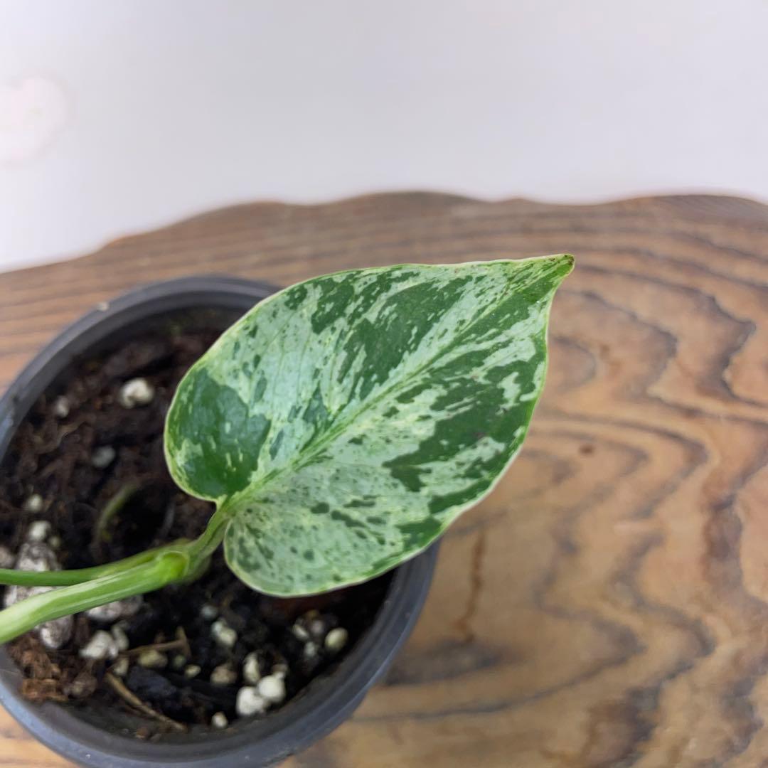 ま*め様 a 20品種保証！斑入り保証！Bulbasaurモンステラ バルバソー