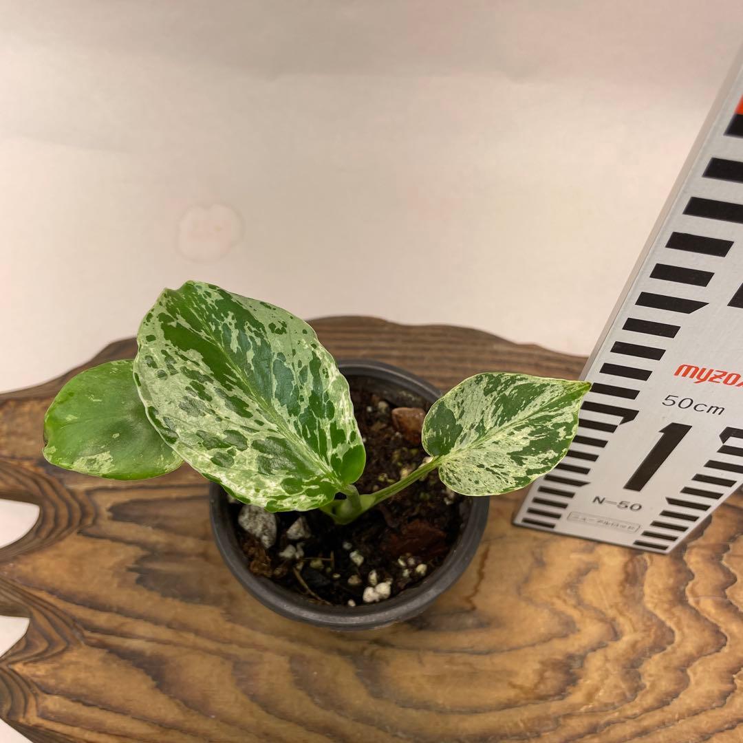 ま*め様 a 20品種保証！斑入り保証！Bulbasaurモンステラ バルバソー