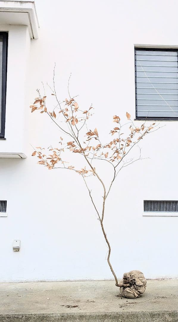 山採りヤマコウバシ。