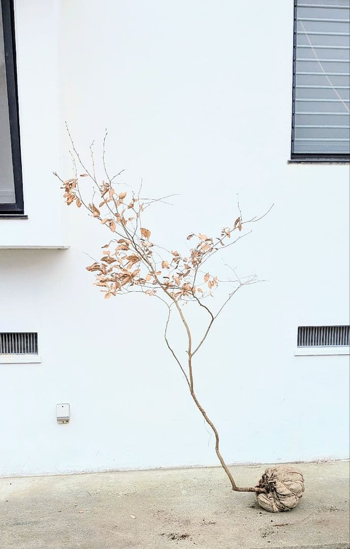 山採りヤマコウバシ。